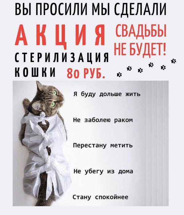 Акция - Свадьбы не будет! Стерилизация кошек