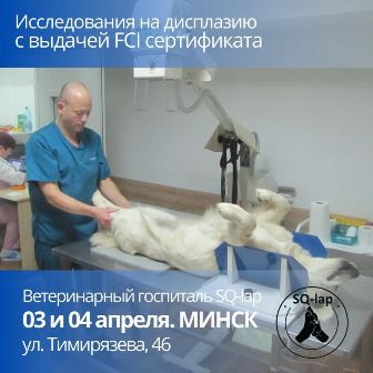В ветеринарном госпитале SQ-lap пройдет исследование на дисплазию и пателлу, Исследования глаз.