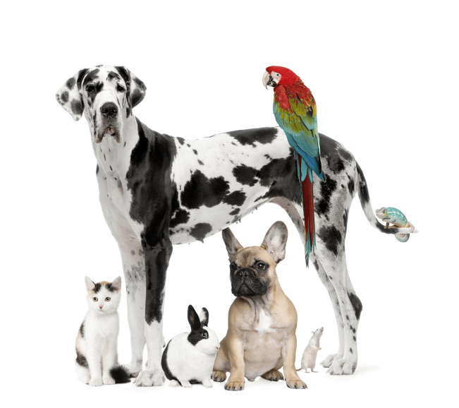 Ветеринарная клиника в Минске 