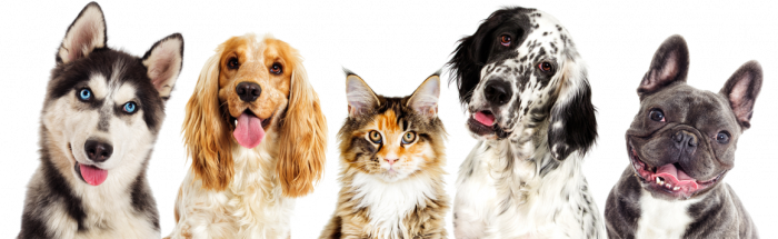 Онлайн консультация ветврача 24/7